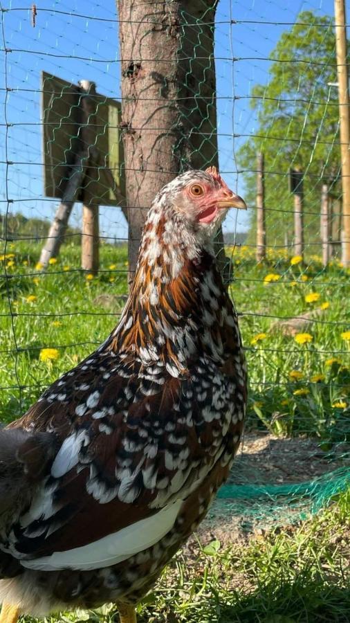 Agroturystyka,, Ranczo Kruszynki" Stronie Slaskie Luaran gambar
